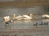 106. Great White Pelican
