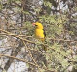 110. Indian Golden Oriole