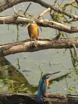 111. Common Kingfisher