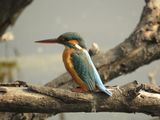 113. Common Kingfisher