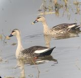 121. Spot-billed Duck