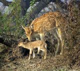 122. Spotted Deer