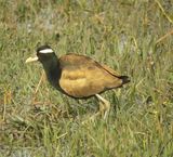 126. Bronze-winged Jacana