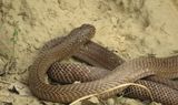129. Common Cobra