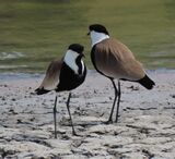 Spur-winged Plover May 2025