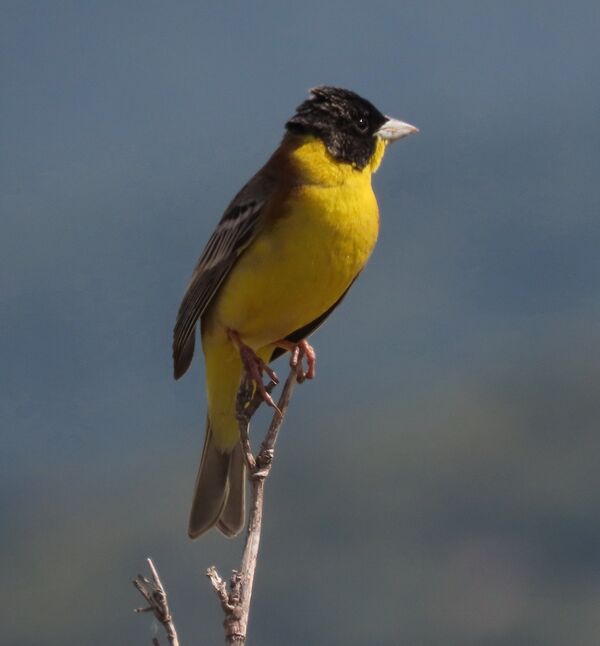 Black-headed Bunting May 2025