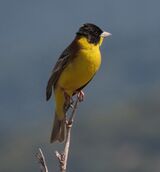 Black-headed Bunting May 2025