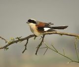142a. Bay-backed Shrike