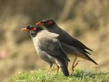 143. Common Myna