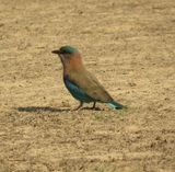 147. Indian Roller