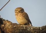 156. Spotted Owlet