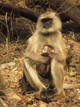 163. Nepal Grey Langur