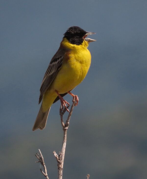 Black-headed Bunting May 2025