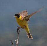 Black-headed Bunting May 2025