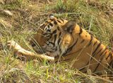 174. Bengal Tiger