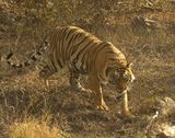 175. Bengal Tiger