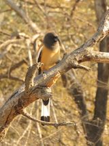 180. Rufous Treepie