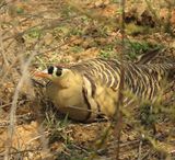 181. Painted Sandgrouse