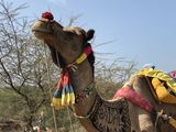 188. Camel