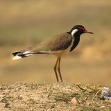 189. Red-wattled Lapwing