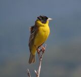Black-headed Bunting May 2025