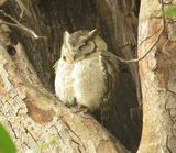 191. Indian Scops Owl