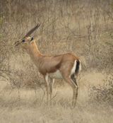197. Chinkara Indian Gazelle