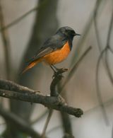 2. Black Redstart (rufiventris)