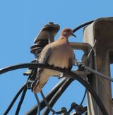 Laughing Dove May 2025