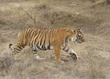 200. Tiger
