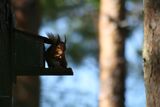 Red Squirrel, Loch Garten RSPB, Highlands
