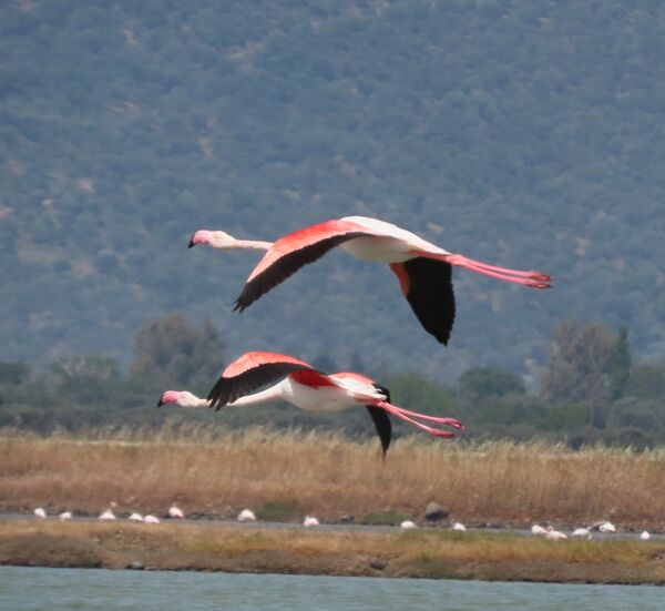 Greater Flamingo May 2025