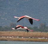 Greater Flamingo May 2025