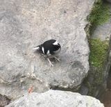 219a. Little Forktail