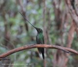 21st #40 ~ Sword-billed Hummingbird