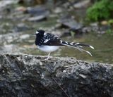 220a. Spotted Forktail