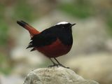 221a. White-capped Redstart