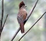 223. Crested Laughingthrush