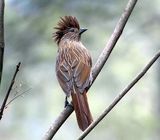224. Crested Laughingthrush