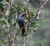 22nd #27 ~ Plate-billed Mountain-toucan