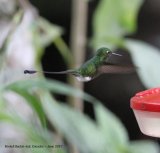 22nd #30 ~ Booted Racket-tail