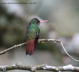 22nd #32 ~ Rufouse-tailed Hummingbird