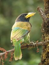 231a. Great Barbet