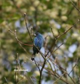 Blue Grosbeak