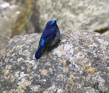 236. Small Nitlava