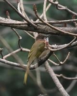 238. Mountain Bulbul