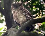 239. Brown Fish-Owl