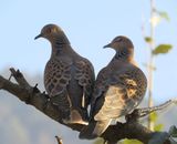 247. Oriental Turtle Dove