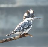 250. Crested Kingfisher