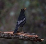 251. Grey-winged Blackbird